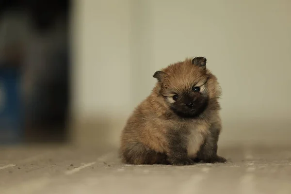Retrato Cachorro Pomeraniano Rojo Serio Lindo Dos Semanas Edad Foto — Foto de Stock