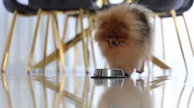 Pomeranya tükürüğü kaseden lezzetli köpek maması yiyor. Yüksek kalite 4k görüntü