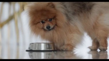 Pomeranian Spitz yemek yiyor. Köpek ya da köpek maması. Sağlıklı beslenme. Yemek, köpeğin akşam yemeği. Yüksek kalite 4k görüntü