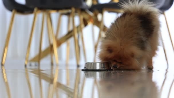 Μια Γερμανική Spitz Klein Μια Μικρή Σαρκοβόρα Ράτσα Σκύλου Γούνα — Αρχείο Βίντεο