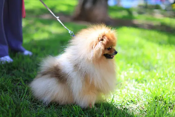 A Fawn German Spitz Klein, a small carnivore dog breed, is sitting on a leash in the lush green grass. Known as a companion dog, the German Spitz is a working animal breed
