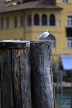 Ahşap bir rıhtımın, uçan bir martının ve arka planda büyüleyici binaların olduğu huzurlu bir sahne..