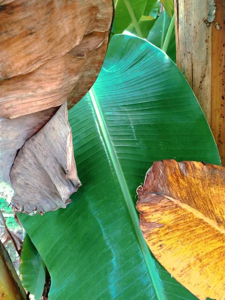 leaves with leaf, tropical plant