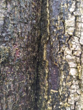 Bir ağaç kabuğunun dokusunu kapat