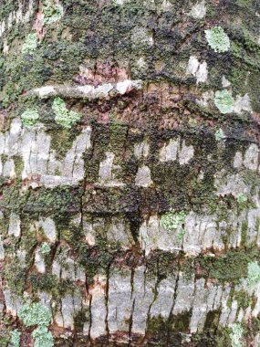 Ağaç kabuğu dokusu. Duvar kağıdı tasarımı için soyut arkaplan