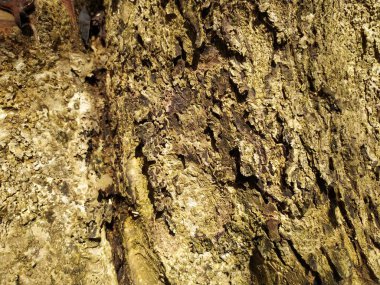 Bir ağaç kabuğunun dokusunu kapat