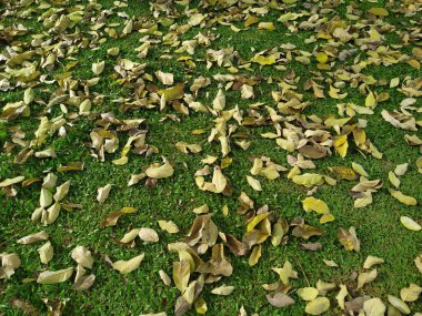 Kuru yapraklar ve yerde yeşil yosun.