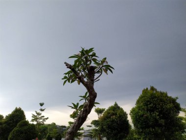 Mavi gökyüzünün arka planındaki ağaç.