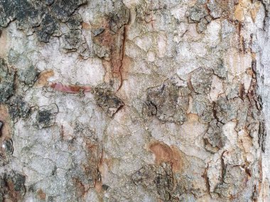 Ağaç gövdesi arkaplanının görünümünü kapat