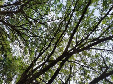 Ormandaki yeşil yapraklar