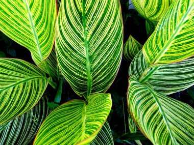 Tropikal yapraklar, canavar yaprağı, yeşil arka plan, yaz, doğa, duvar kağıdı,