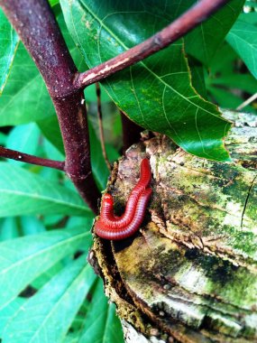 Bir çift kırkayak solucan birbirlerine yapışmış, seks yapıyorlar.