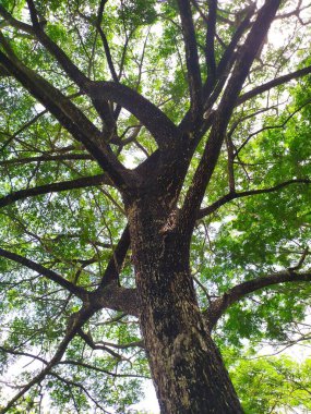 a tree in the forest. the trees is the nature in the park.