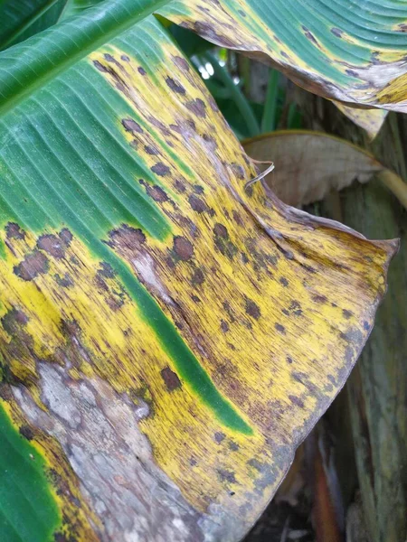 beautiful shot of banana leaves starting to dry, natural wallpaper