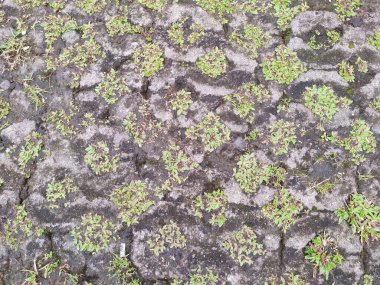 abstract texture background of old stone pavement