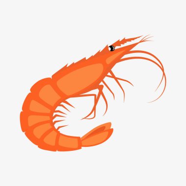 Shrimp vector illustration. White background.