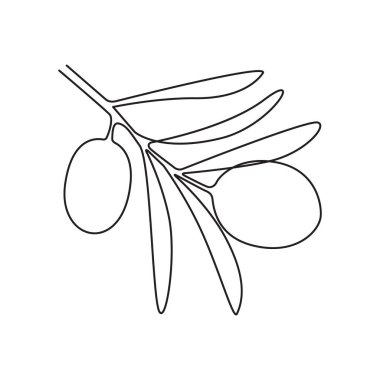 Zeytin dalı taslağı, vektör çizimi
