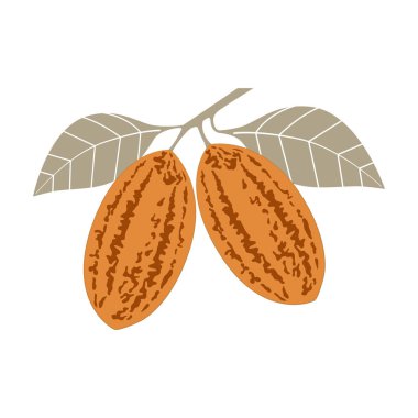 Kakao fasulyesi dalı. Vektör illüstrasyonu.