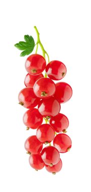 Ayrı böğürtlen. Beyaz arkaplanda izole edilmiş bir dalda kırmızı üzümler, kırpma yolu ile