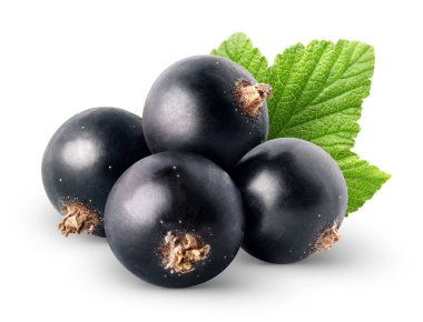 Ayrı böğürtlen. Beyaz arka planda yaprak ile siyah frenk üzümü demeti