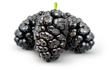 Ayrı böğürtlen. Kesme yolu olan beyaz arka planda üç taze dut meyvesi.