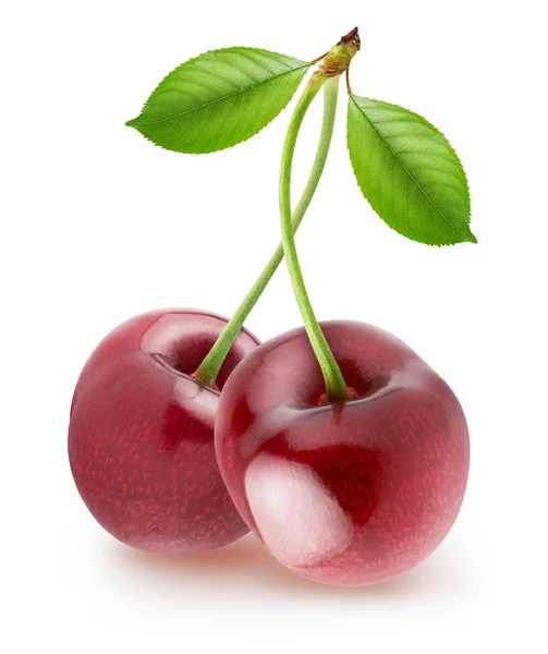 Białym Tle Cherry Parę Czereśni Krzywego Łodyg Liści Białym Tle — Zdjęcie stockowe