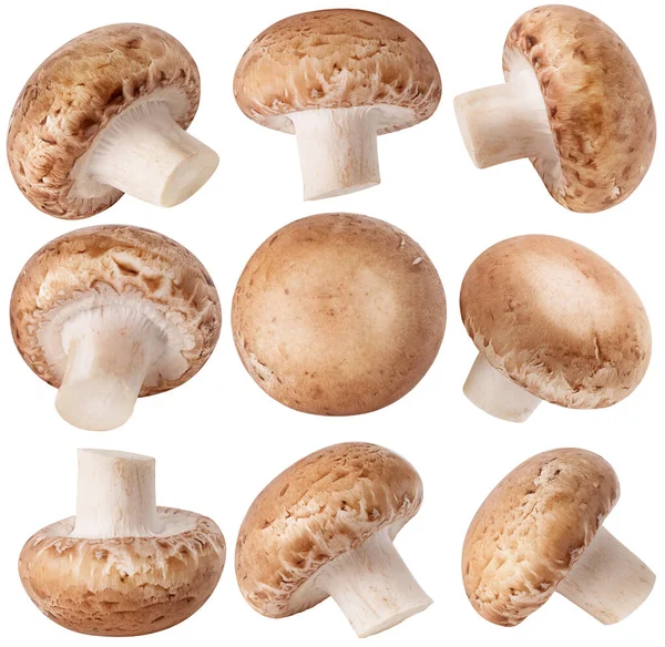 Isolated Mushrooms Collection Fresh Champignon Mushrooms Isolated White Background Clipping Royalty Free Stock Photos