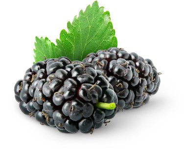 Ayrı böğürtlen. Beyaz arka planda yaprakları olan iki taze dut meyvesi.