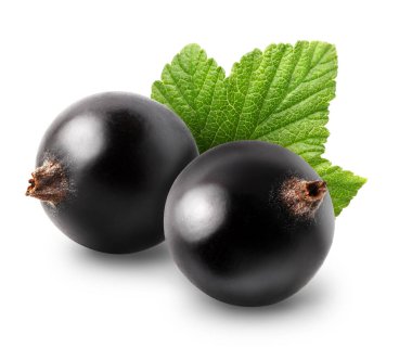 İzole üzümler. Beyaz arka planda yaprağı olan iki siyah frenk üzümü.