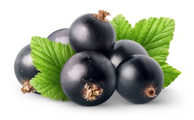 Ayrı böğürtlen. Beyaz arkaplanda yaprakları olan bir grup siyah frenk üzümü.