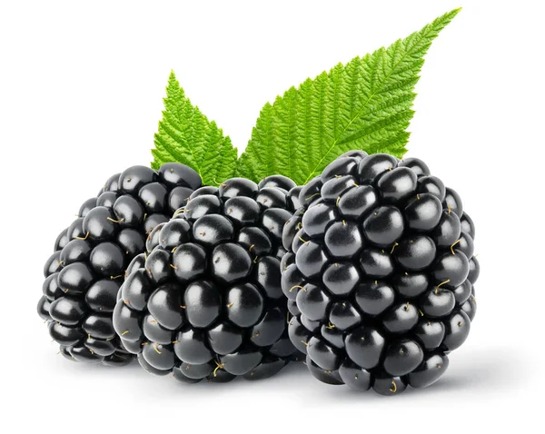 Isolated Berries Three Fresh Blackberry Fruit Leaves Isolated White Background — Stock Photo, Image