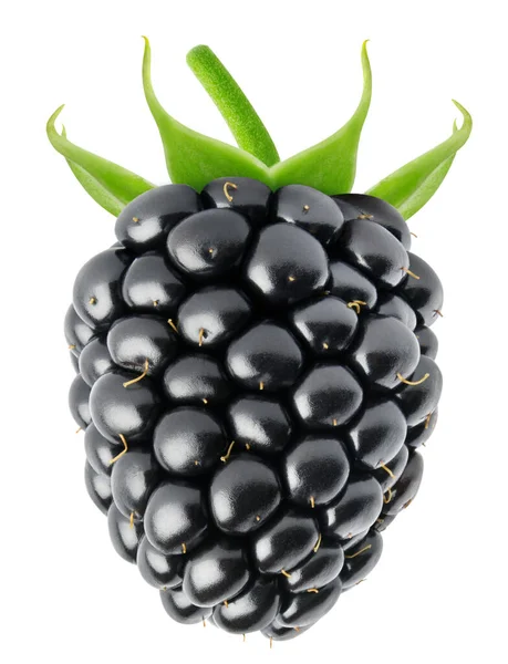 孤立的浆果 一个单一的新鲜黑莓水果隔离在白色的背景与剪裁路径 图库照片
