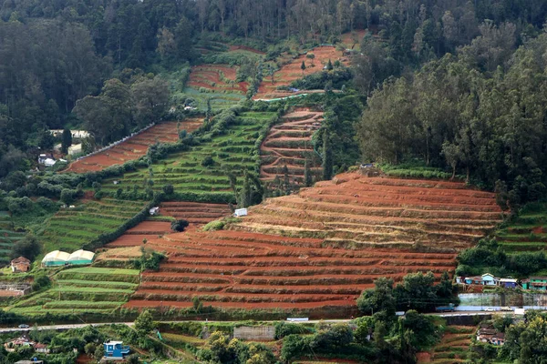 Çay dünyadaki en tüketilen içecektir. Çay bahçesinin tarımı da çok daha güzel. Manzaralı çay bahçesi ve toprak manzarası.