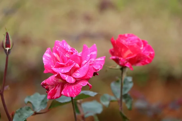 Bahçede beyaz ve pembe bir doku yükseldi. Gülün mat bitişi onu hayran olunacak kadar güzel yapıyor..