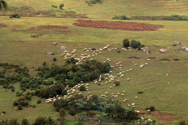 Koyun sürüsüyle birlikte Nilgiri dağlarının güzel vadisinde..