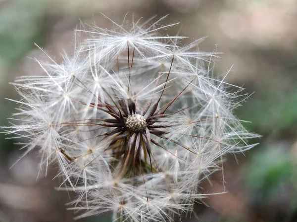 Çiçek açan beyaz bir karahindiba çiçeği. Gördüğünüz gibi çekirdek çiçeğin detaylı bir görüntüsü..  