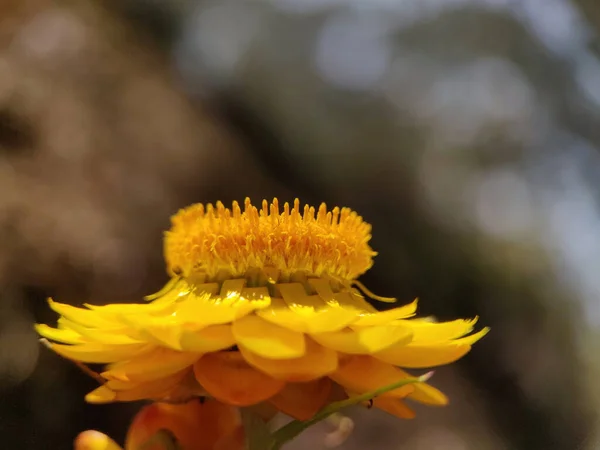 Sonsuz çiçekler. Burada çiçeğin detaylı görüntüsüyle bulanık arkaplanı görebilirsiniz.