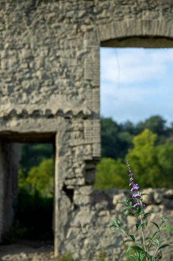 Çiçekli terk edilmiş eski fabrika.