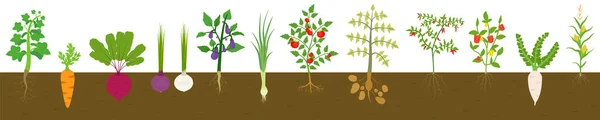 Gemüse Mit Wurzeln Bepflanzter Erde Sammlung Von Gemüsepflanzen — Stockvektor