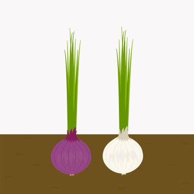 Toprakta yetişen soğan bitkileri. Toprakta beyaz ve kırmızı soğan. izole edilmiş düz vektör