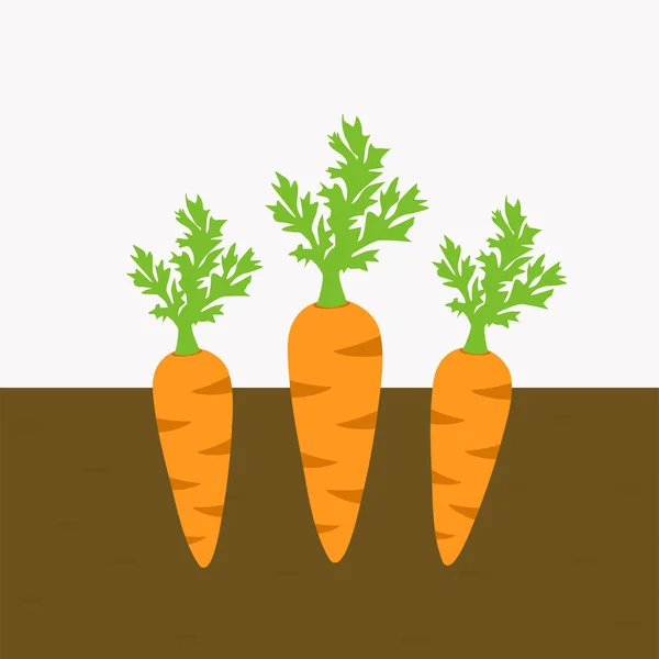 Морквяні Овочеві Рослини Вирощені Грунті Морква Коренями Грунті Ізольований Плоский — стоковий вектор