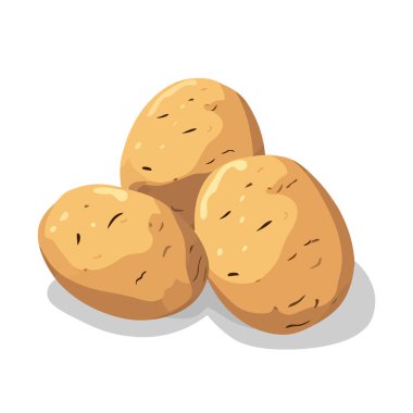 Beyaz arka planda çiğ patates. Taze soyulmamış patates vektör çizimi