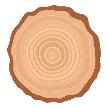 Ağaç gövdesi halkası. Ağaç gövdesi kesiti. Ahşap kesimi beyaz arkaplanda izole.