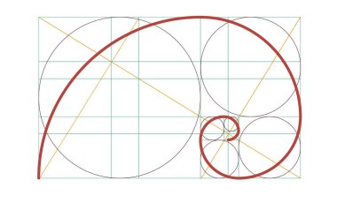 Altın spiral izole şablon. Altın oranda daireler. Geometri uyum ve denge
