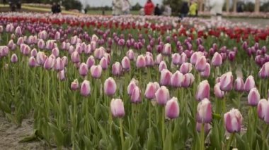 Parkta kırmızı laleler çiçek açar.