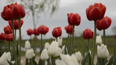 Parkta kırmızı ve beyaz laleler açar.