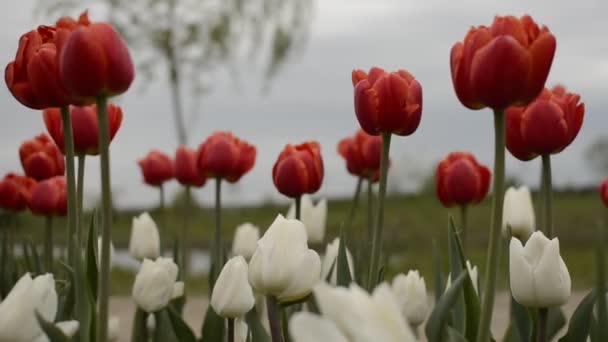 Des Tulipes Rouges Blanches Fleurissent Dans Parc — Video