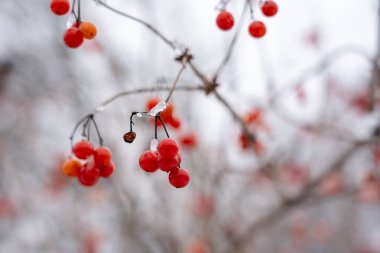 Karda kıpkırmızı bir çalılık Bulanık bir arka planı var