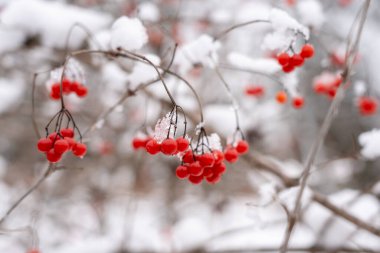 Karda kıpkırmızı bir çalılık Bulanık bir arka planı var