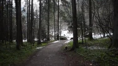 Ormanda yalnız kış yolu (Mayrhofen, Avusturya) 